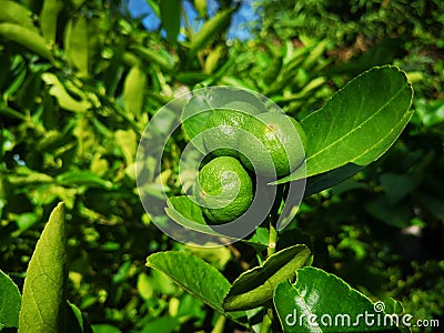 greenâ€‹ lime, lemom treeâ€‹ plantâ€‹ Stock Photo